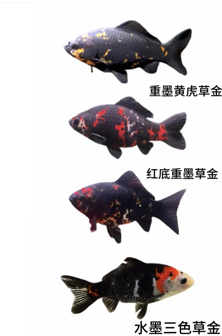 活体冷水淡水观赏鱼草金鱼鱼苗（直播专用 链接 一物一拍 ）