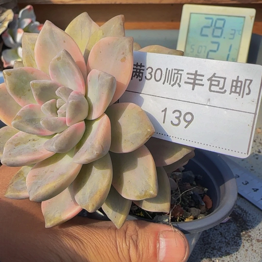 燕***姐139淡雪锦多肉单头