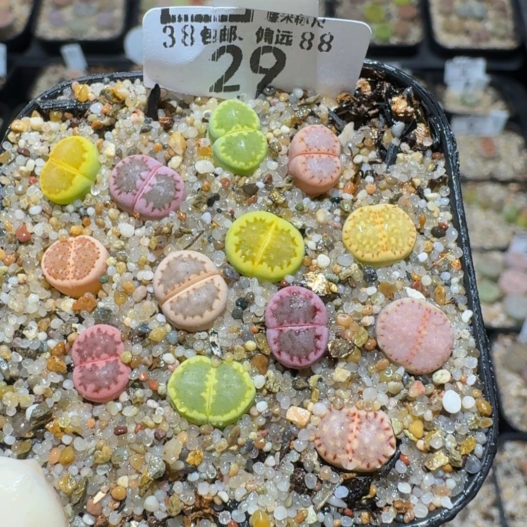 zzzzz生石花肉锥29