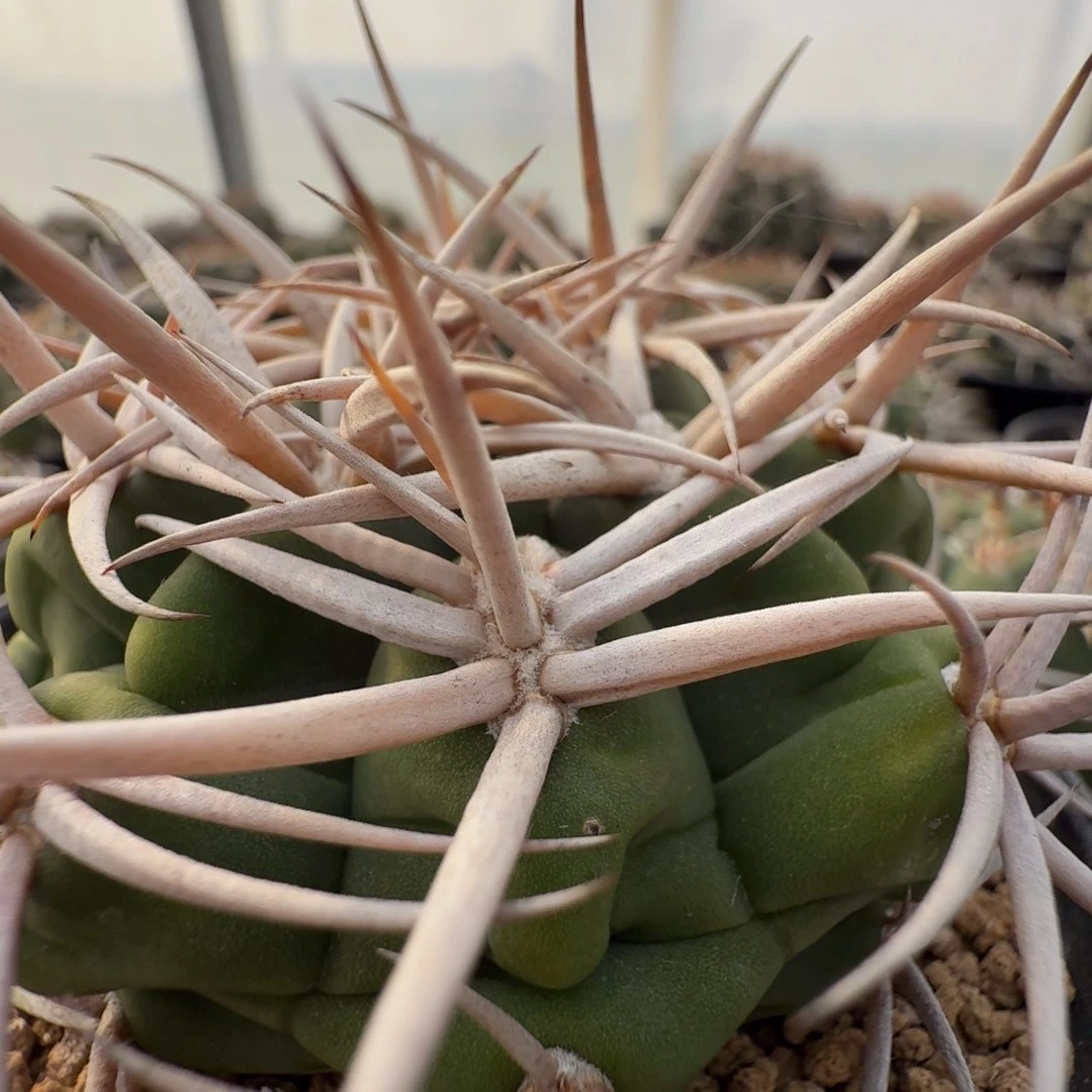 路***392实生五十铃碧颜玉晨夕花坊