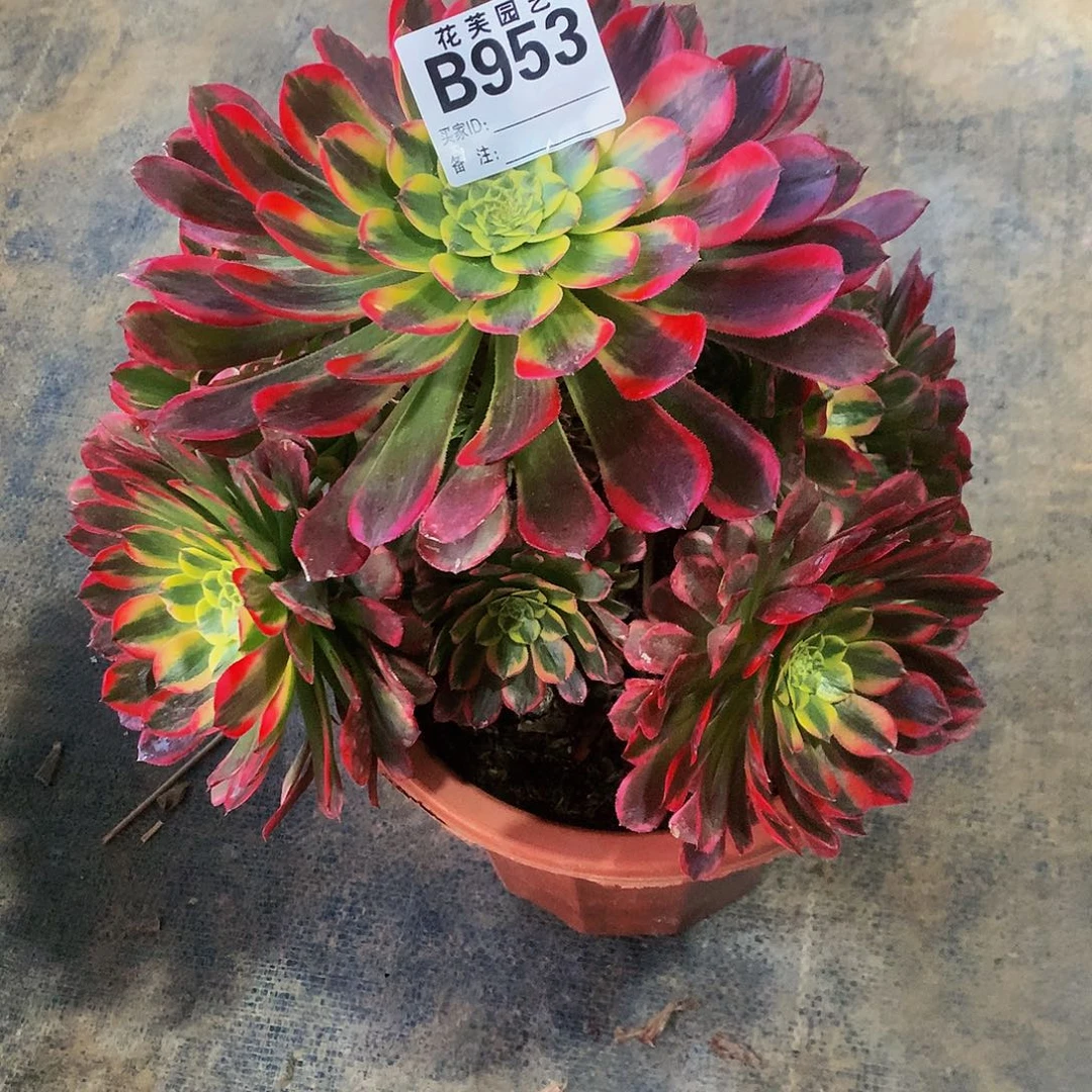 953多肉法师朝下