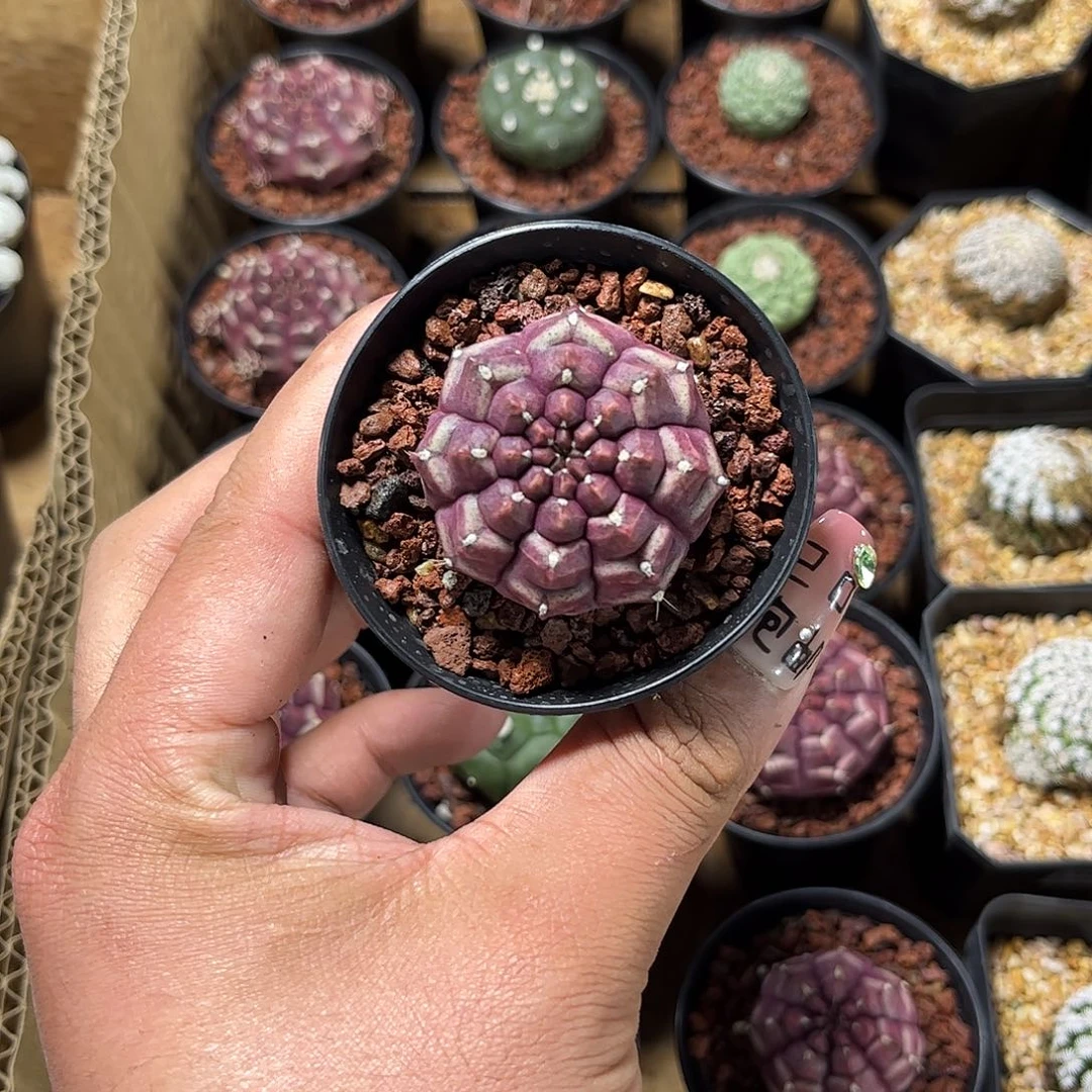 梦想单头发货单头发