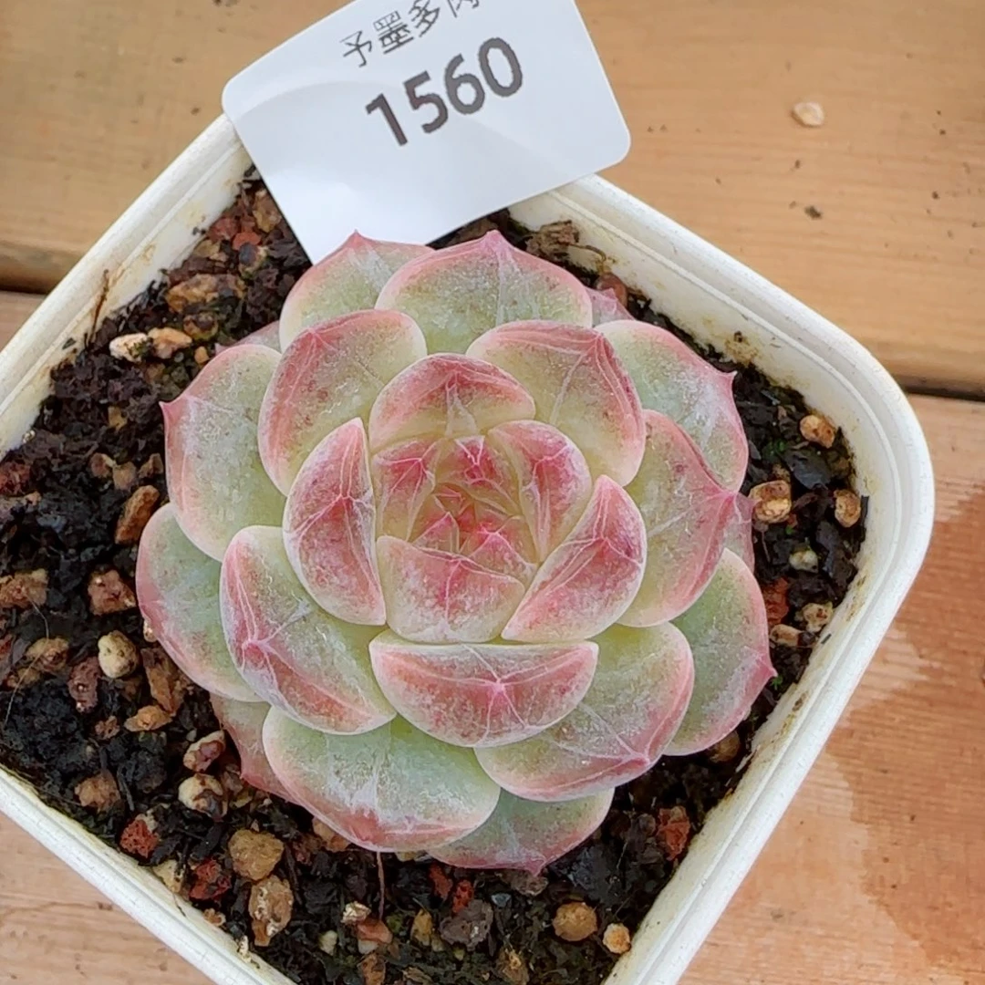 无尽灯，1560多肉植物