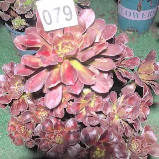 079晚霞花花2-9法师