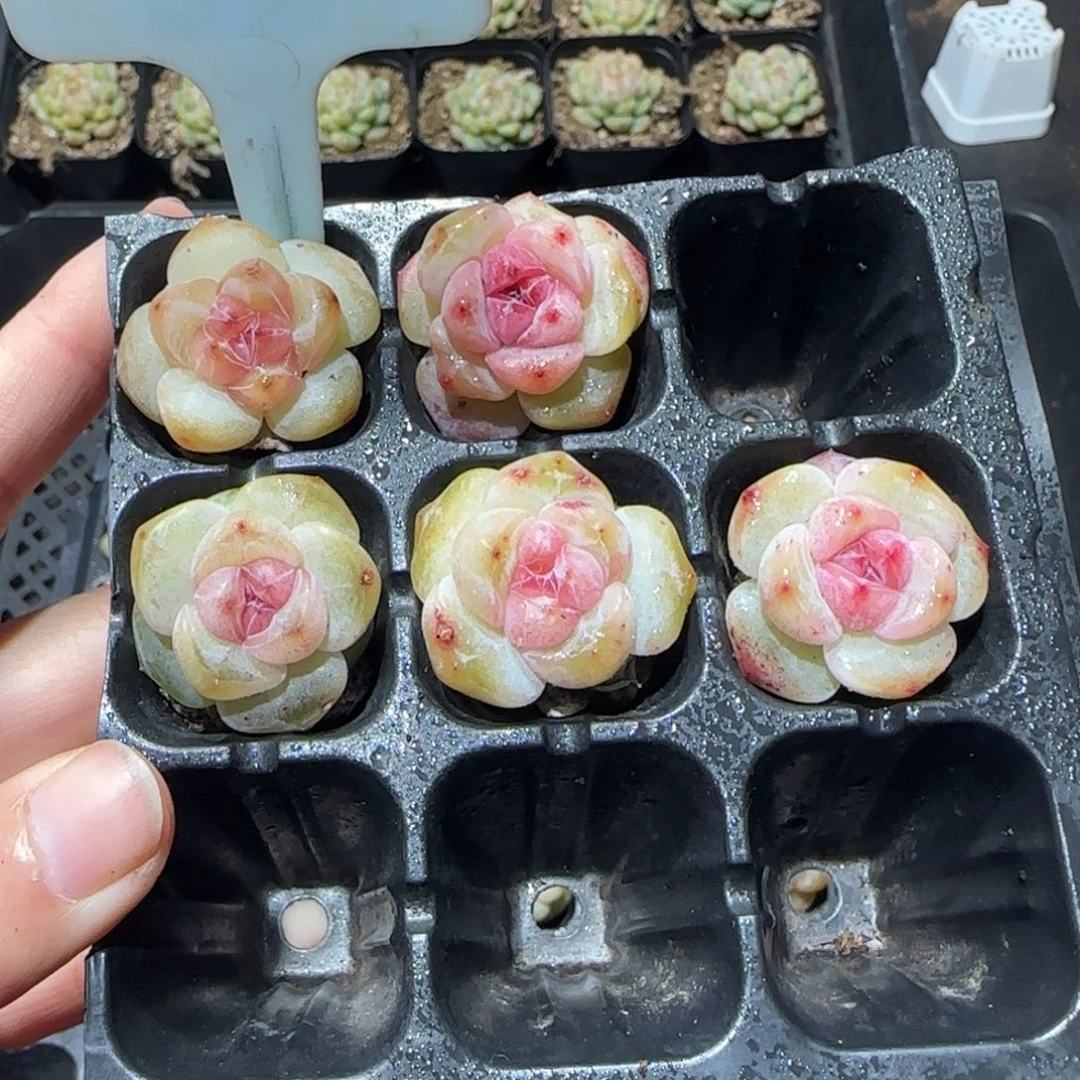 271珍妮灯泡心哈哈哈