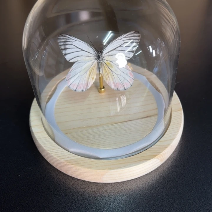 有机玻璃蝴蝶标本蝴蝶标本