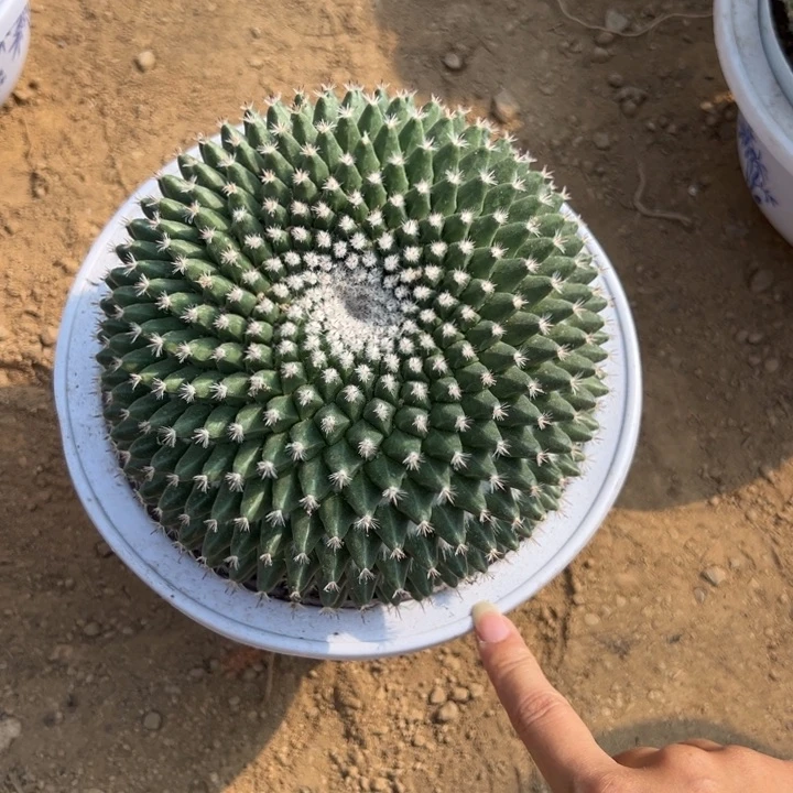 老***唐吉祥如意等名家作品在