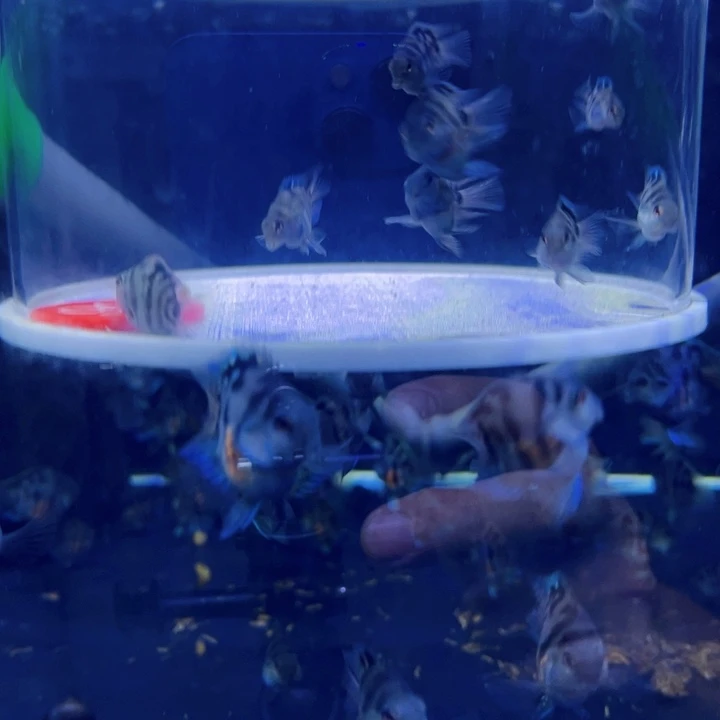 鹦鹉鱼摩卡练手苗6送3