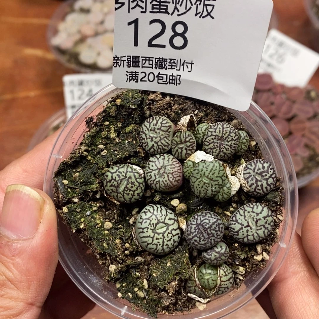 多肉蛋炒饭，感谢您相伴128