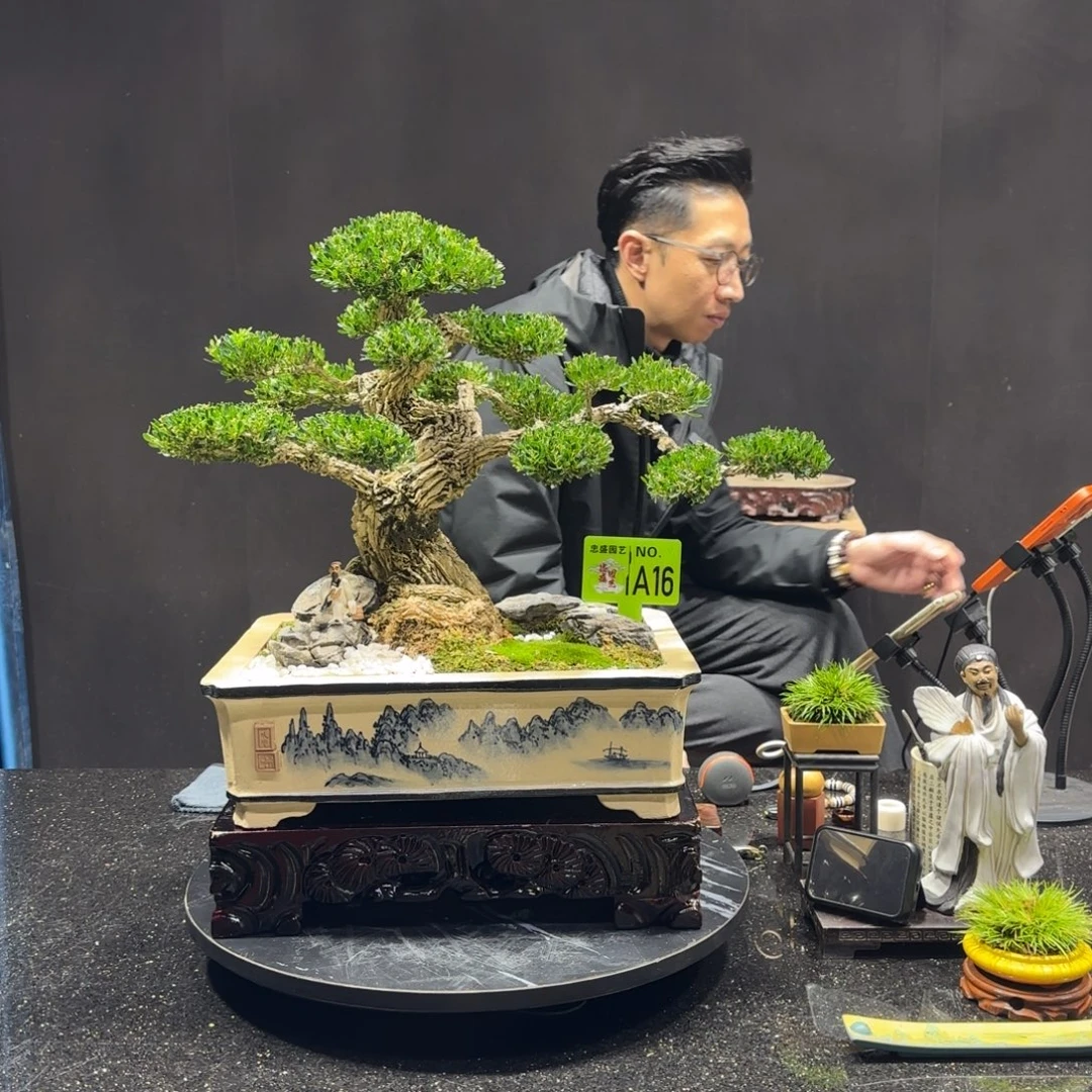 以实际为准黄杨室内室外盆景艺术