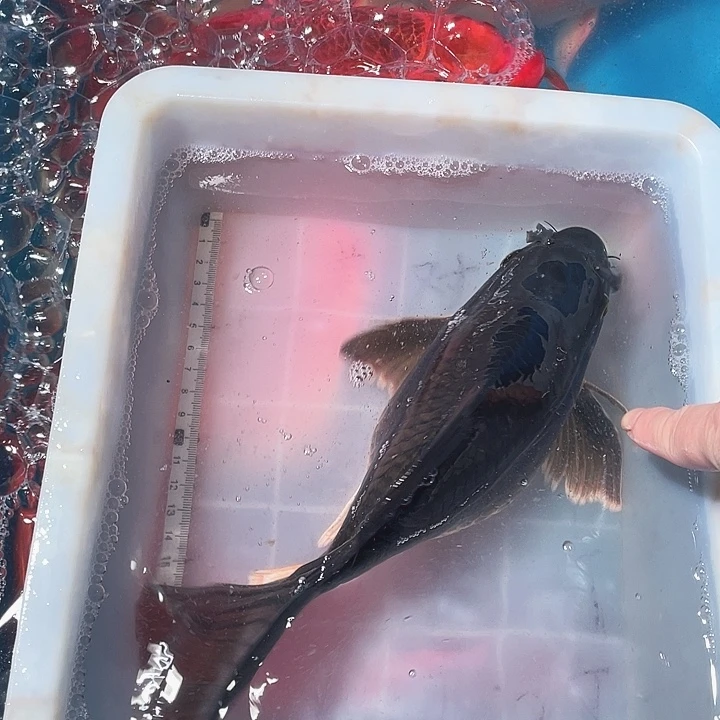 蝴蝶鲤鱼渔场直发直播盆