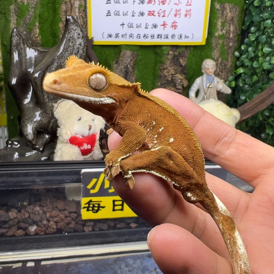 睫角守宫双红波点