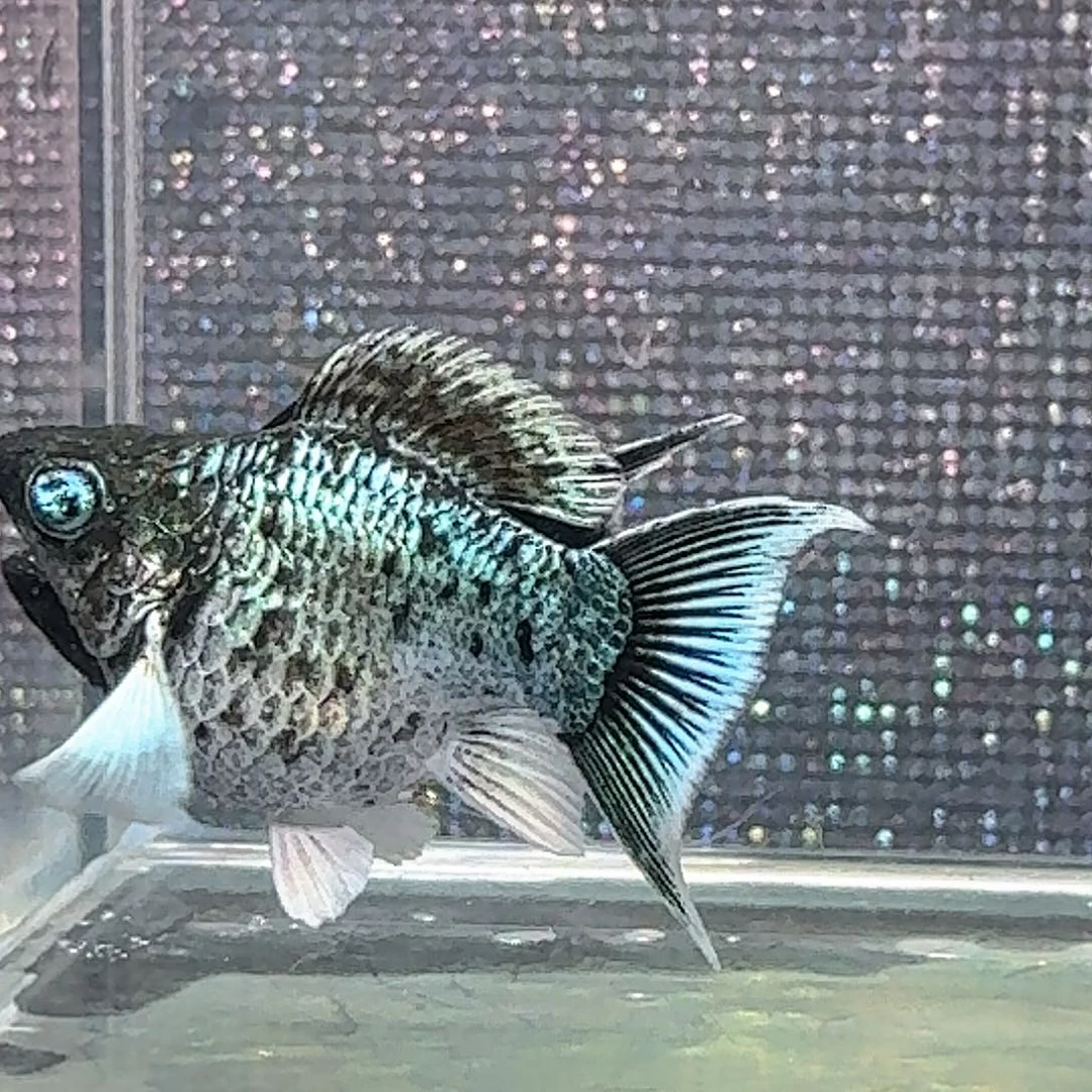 海水鱼满钻原线电镀一对