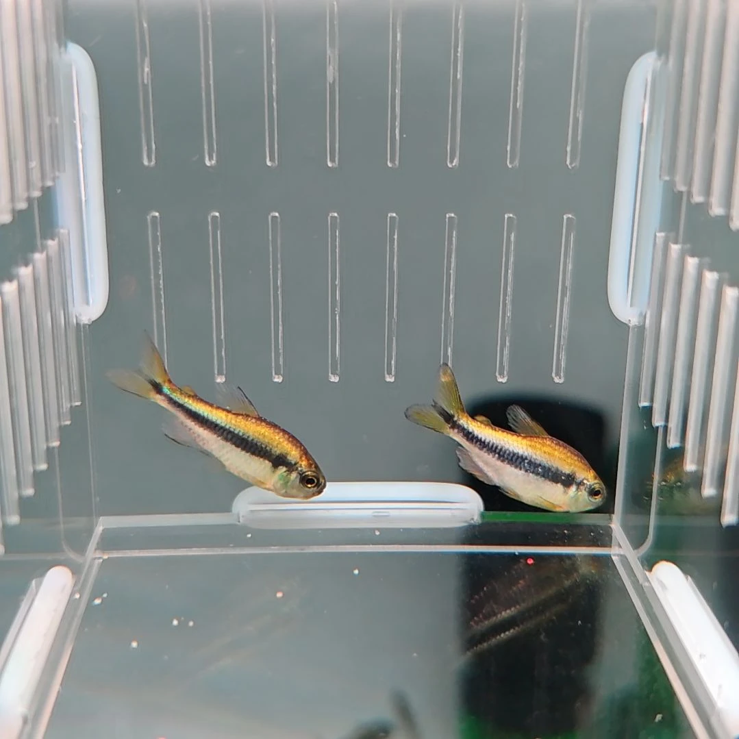 灯科鱼白金柠檬蓝帝2只