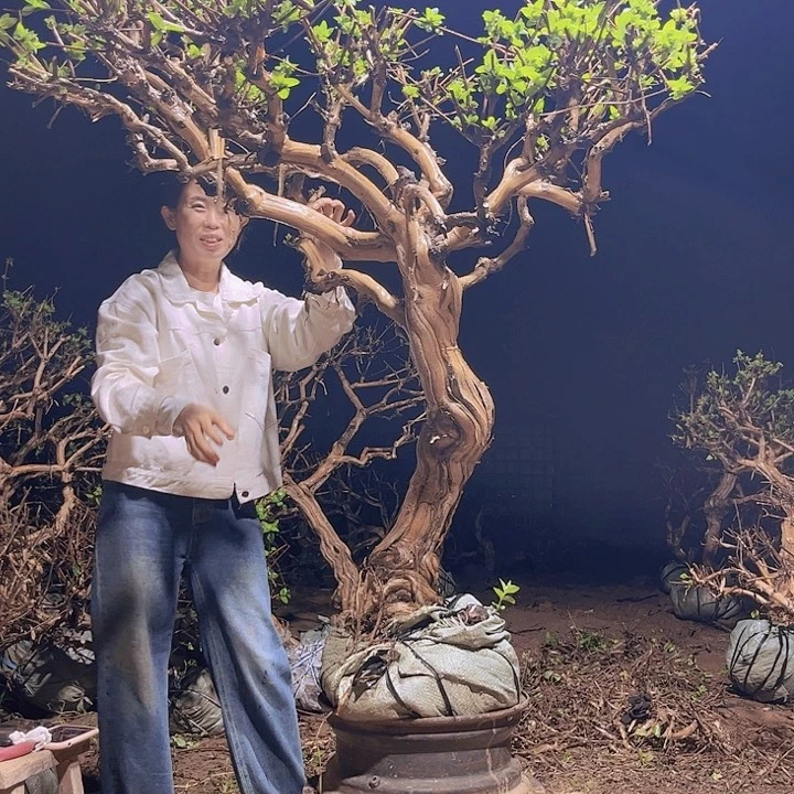 当前无花栽培后可以开花