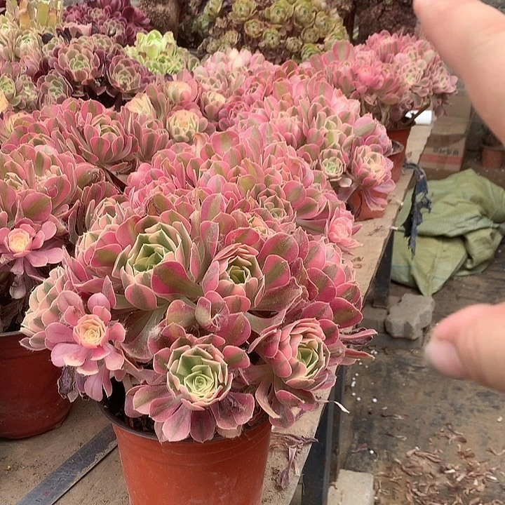 粉女巫绣球多肉法师