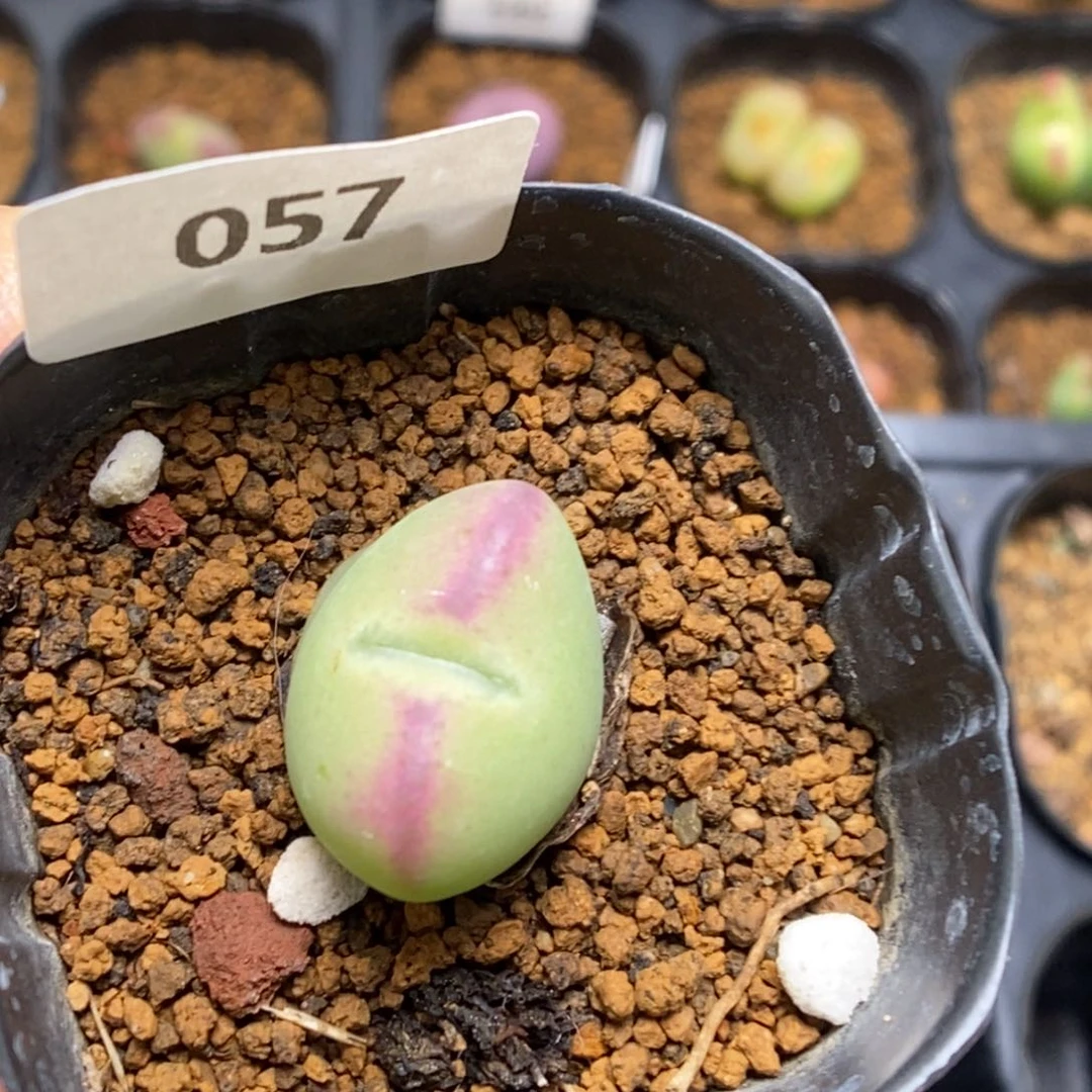 多肉植物肉锥杂交K-057（1.7）福利