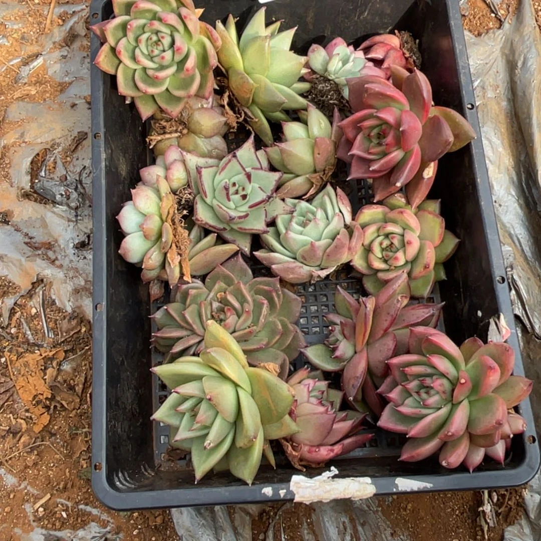 无花朵若茹东云单拍E534