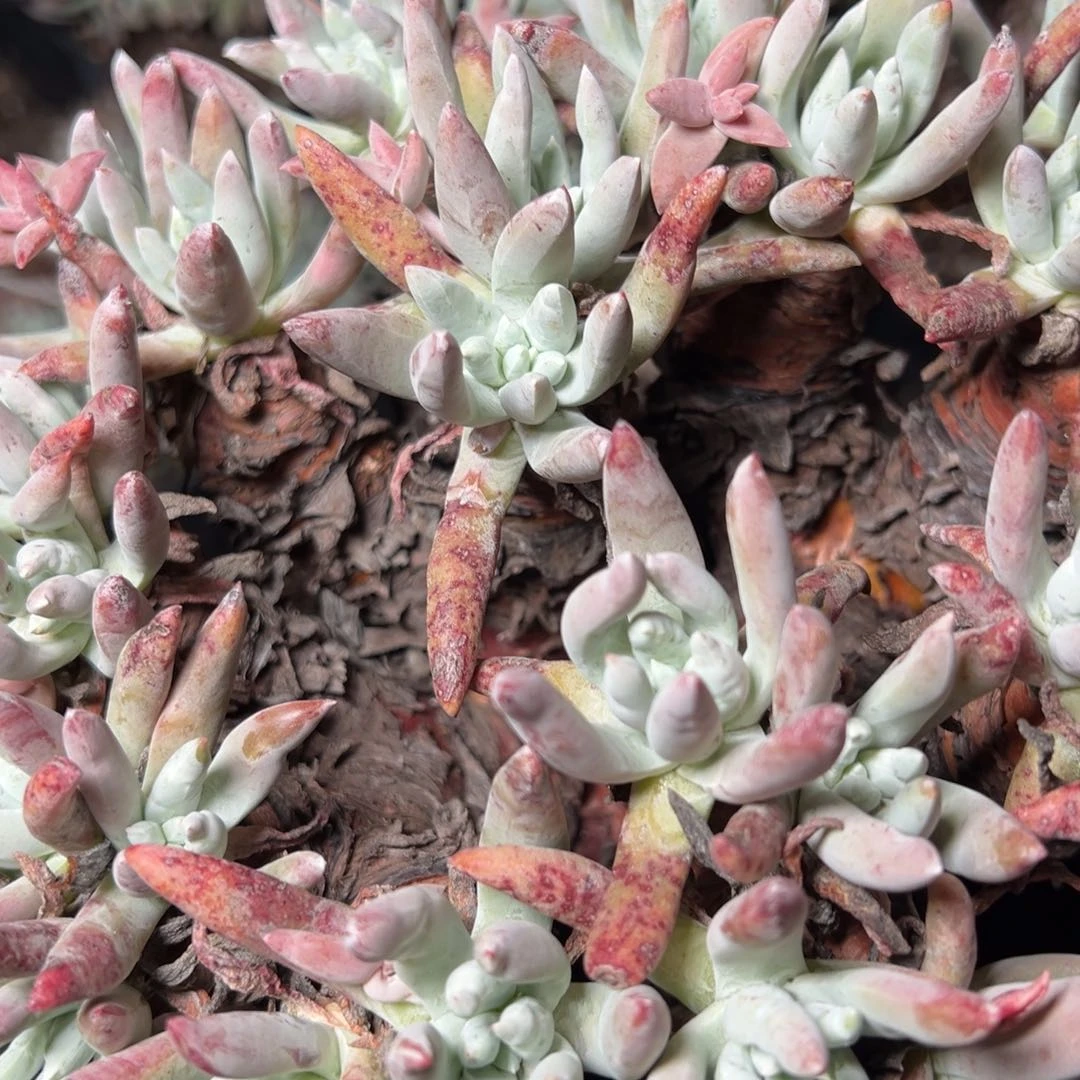 肉*怪2194哈哈哈哈哈哈哈哈