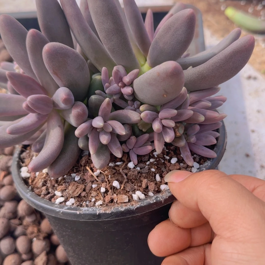 【闪购商品】大群糖果美人，