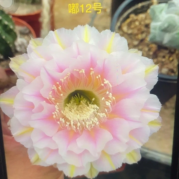 嘟12号一代5公分以上自根球