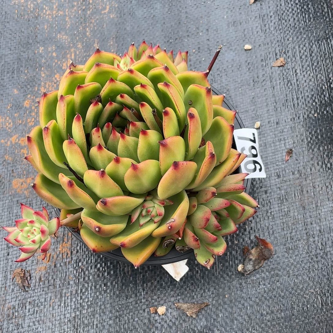 若如东云组拍796