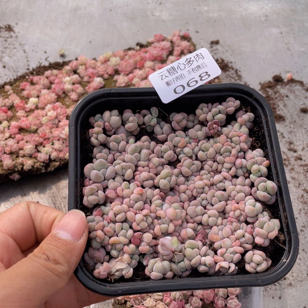 云糖心多肉植物68