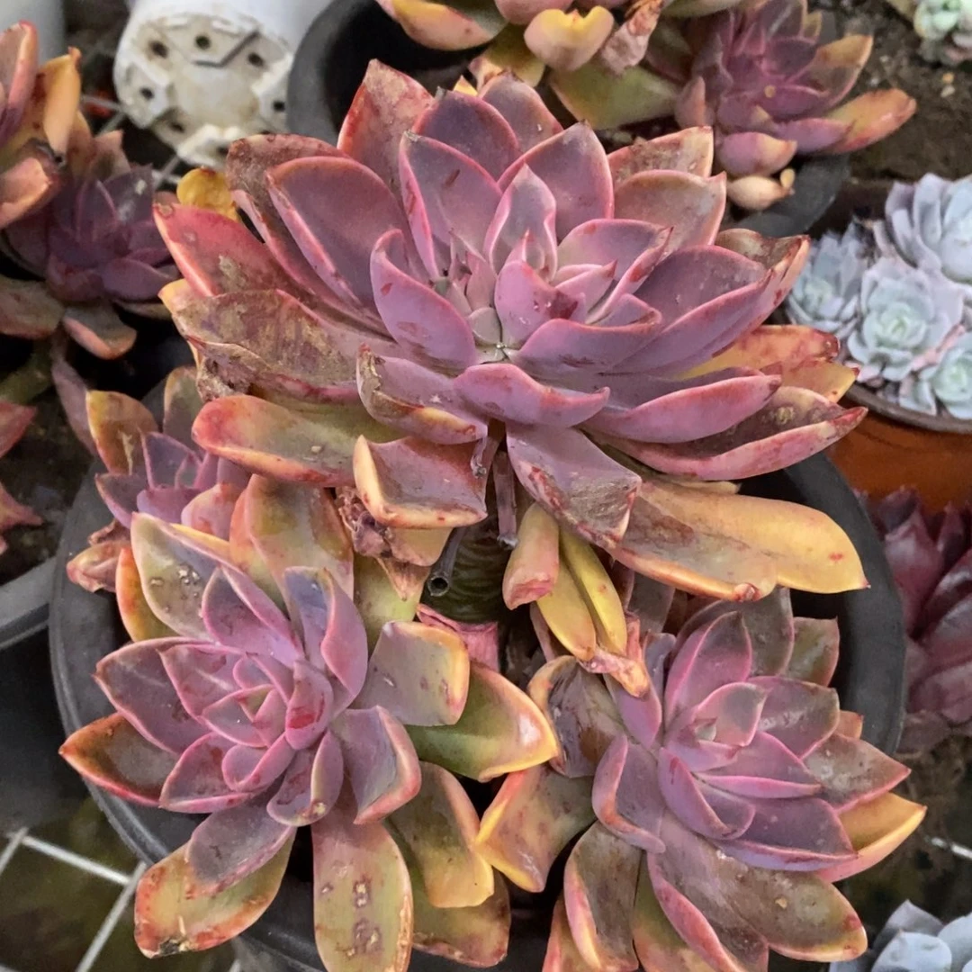 紫气东来大单头带仔，230杯