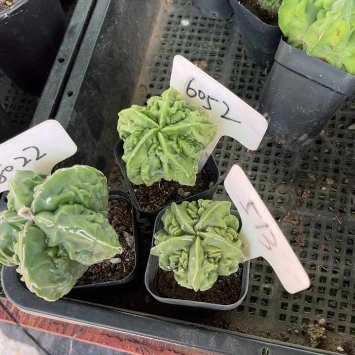 无花朵艾*克6052 513 8022三个好养皮实