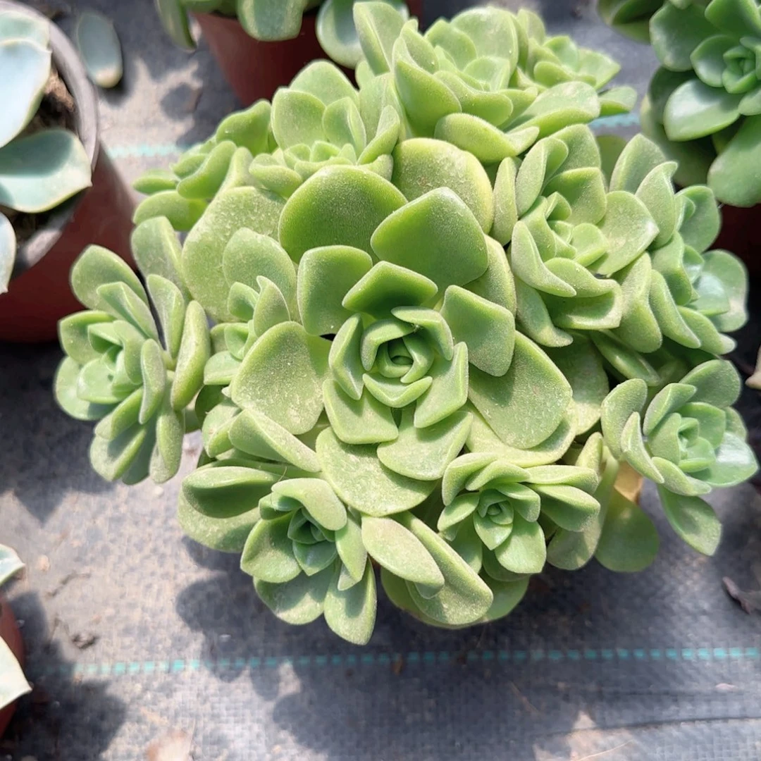 无花朵百合丽丽手捧特价多肉