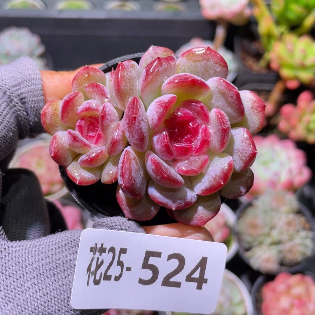 花利美25-524糖心新品