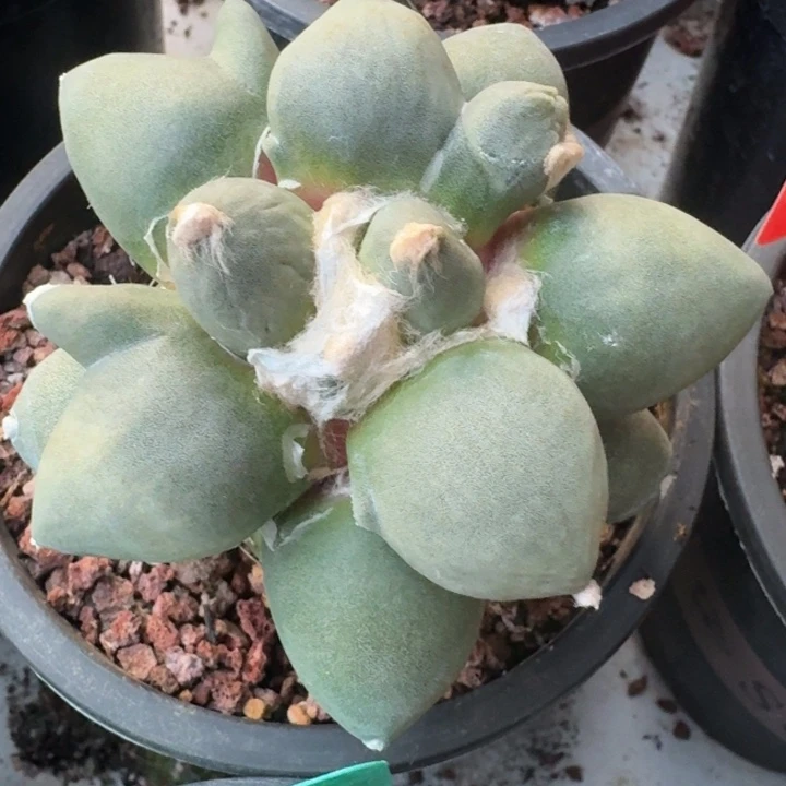 苗接蛋优仙人球400