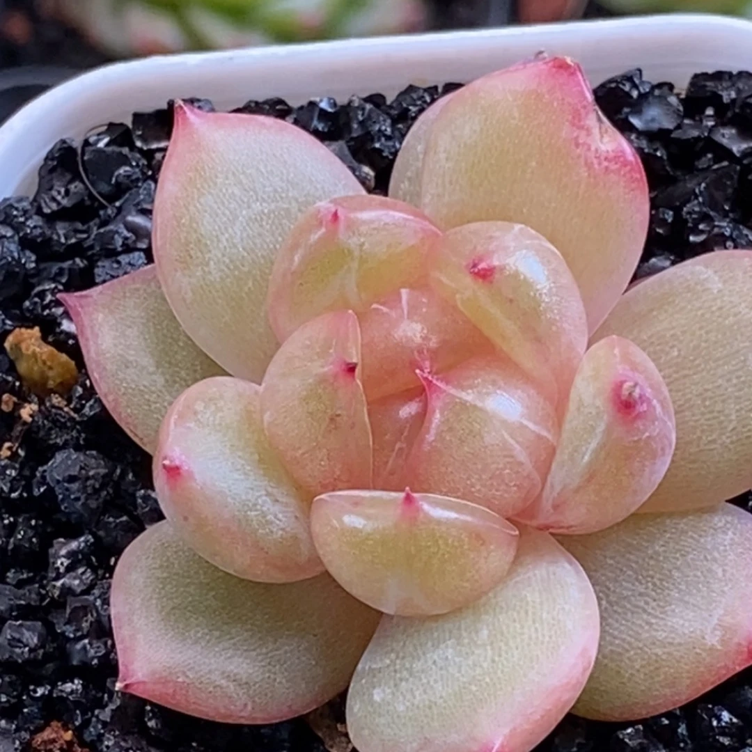 天官赐福百无禁忌