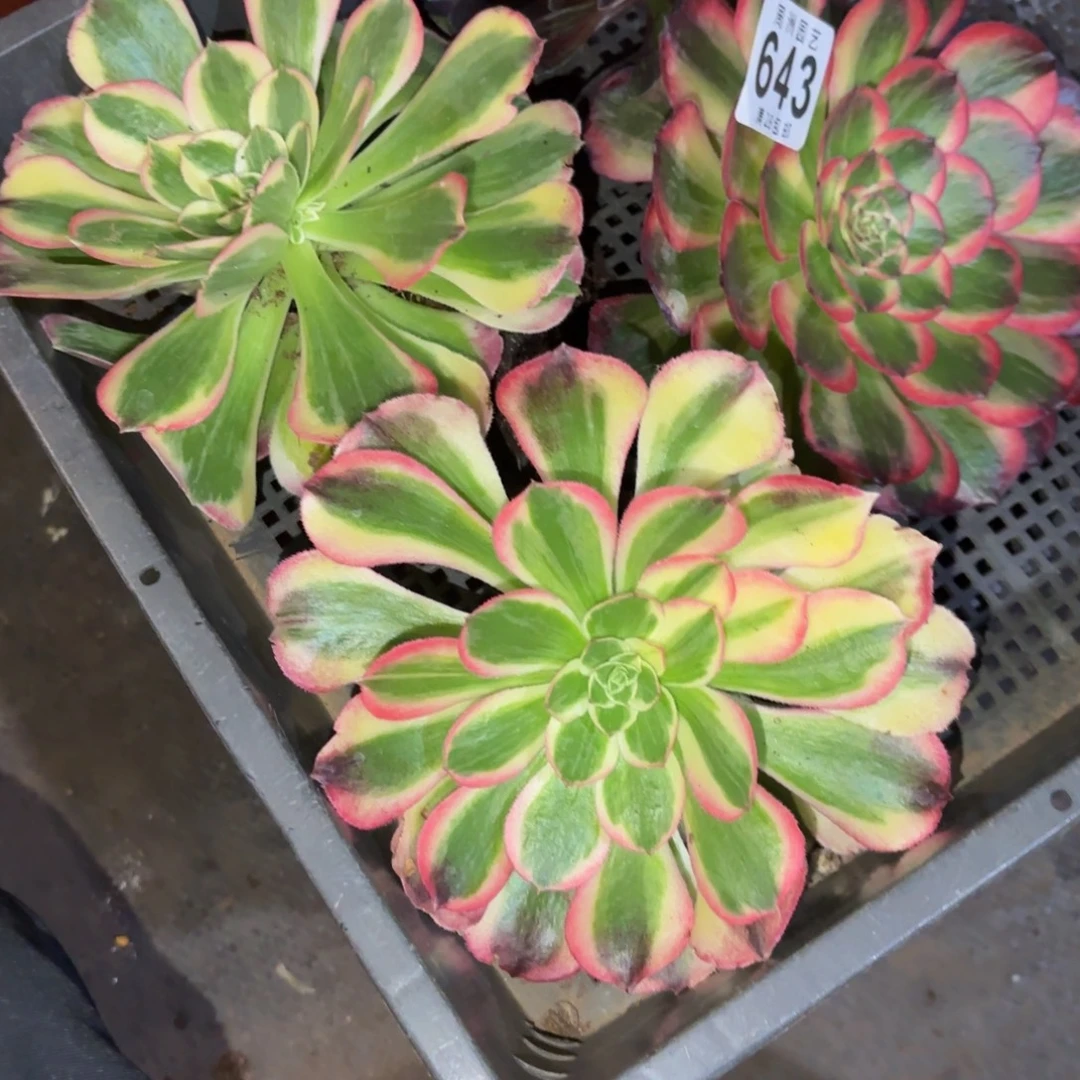 小***0小套餐3+1脱土发货643