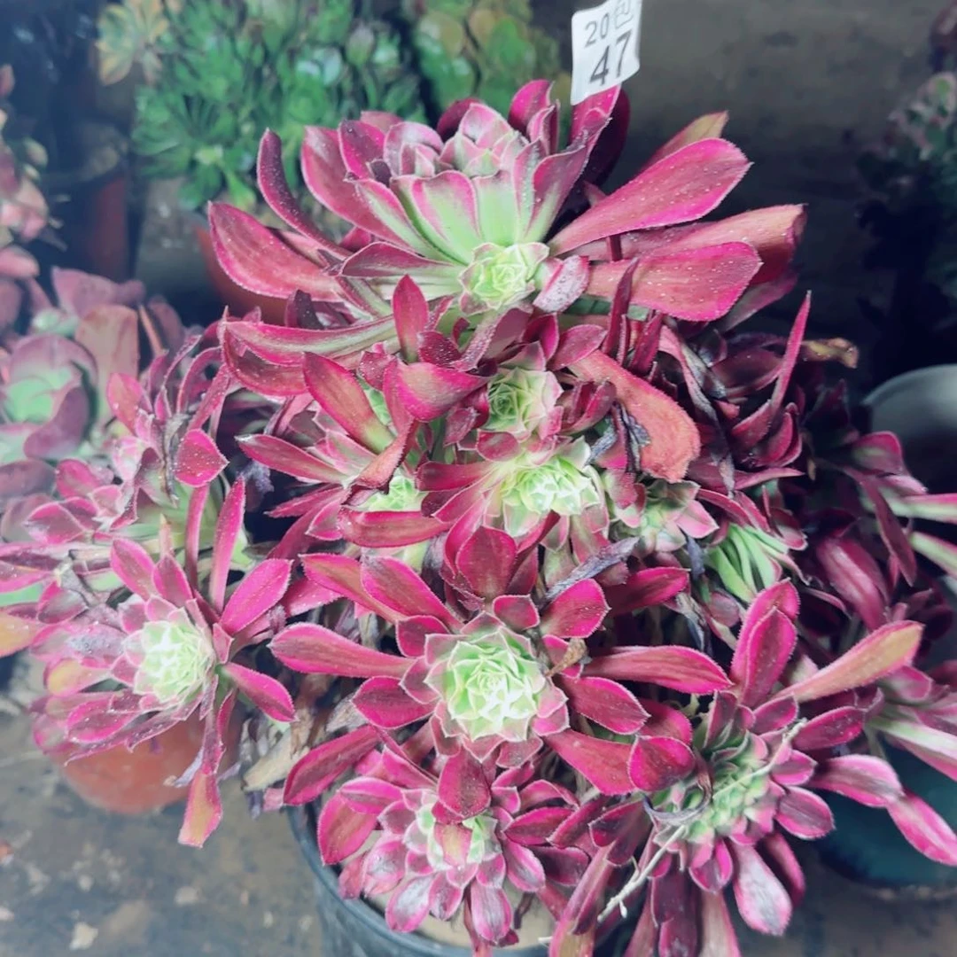 天合多肉471满20包邮断枝不包