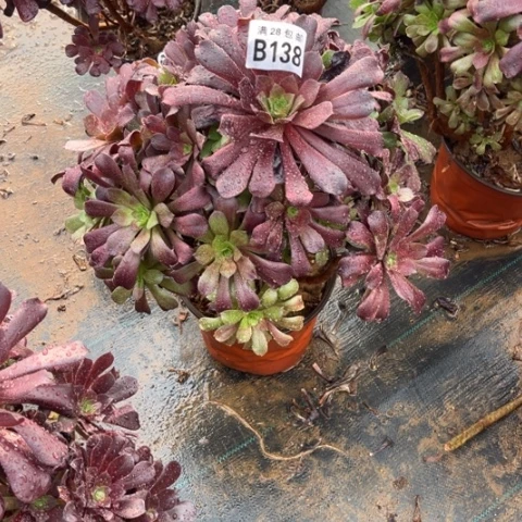 138欧紫不包断枝