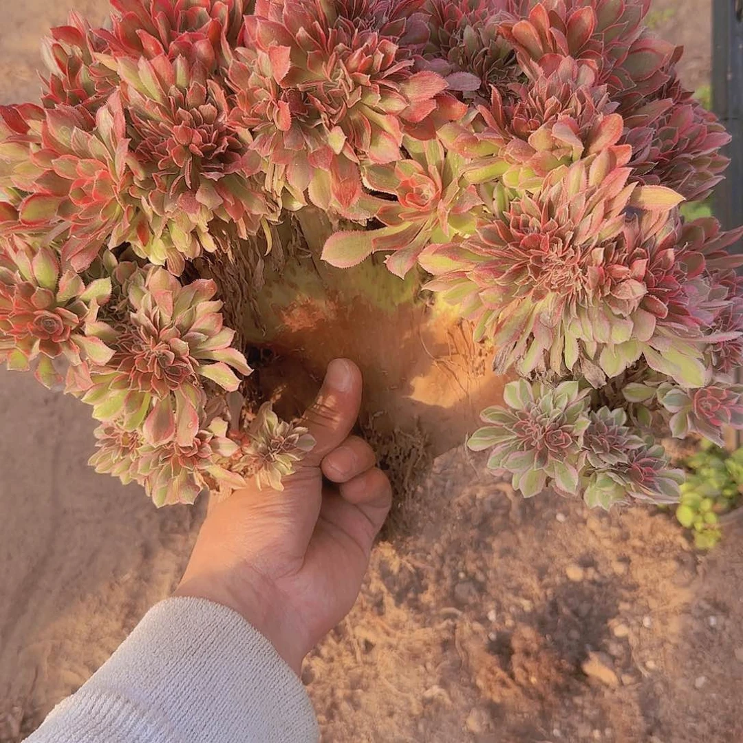 秀****计缀话吞吐发货一会他