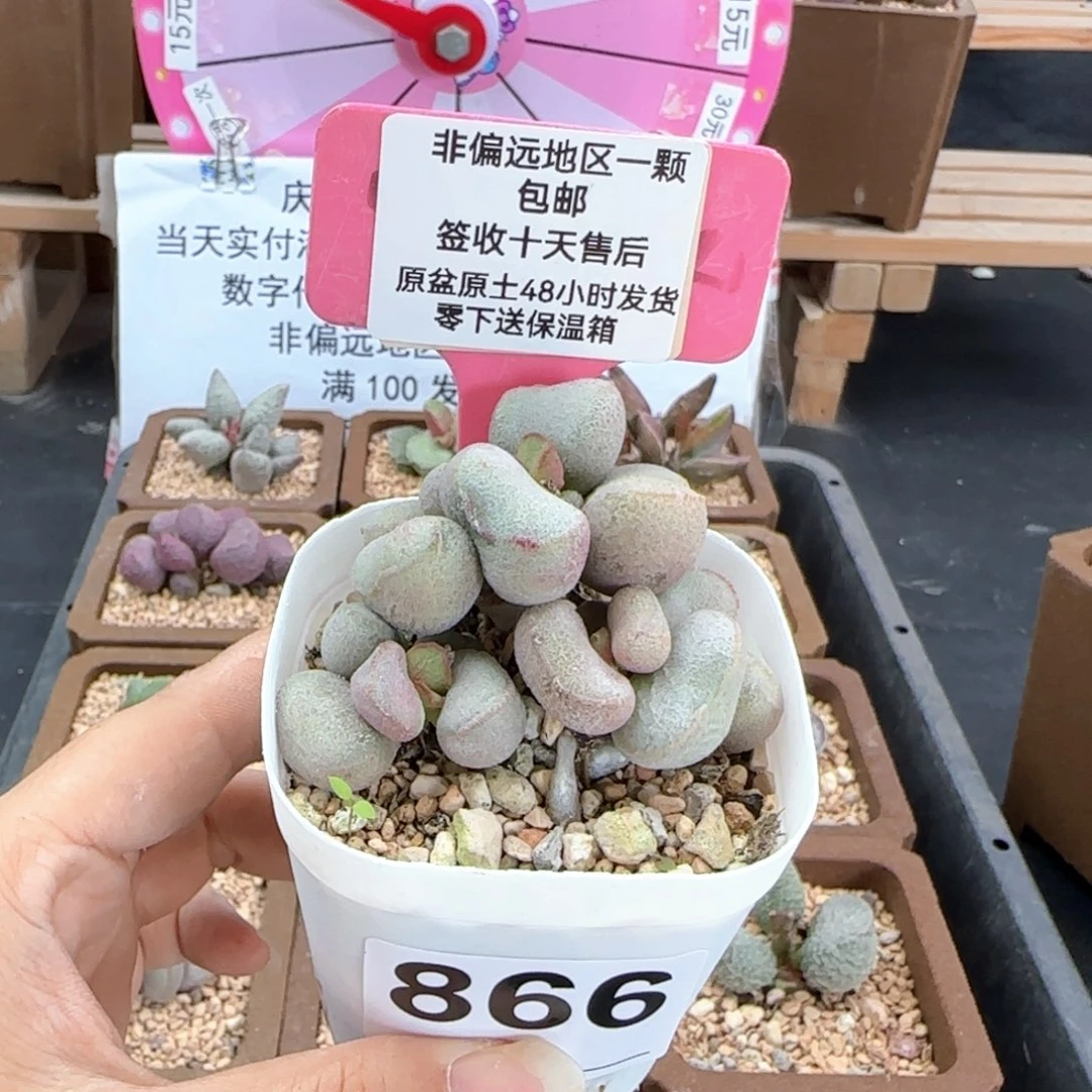 866黛安娜多肉植物