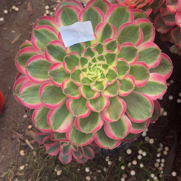 云南孔雀翎好看15号