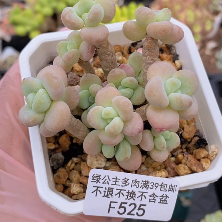 香水洛神老桩7cm525多肉植物
