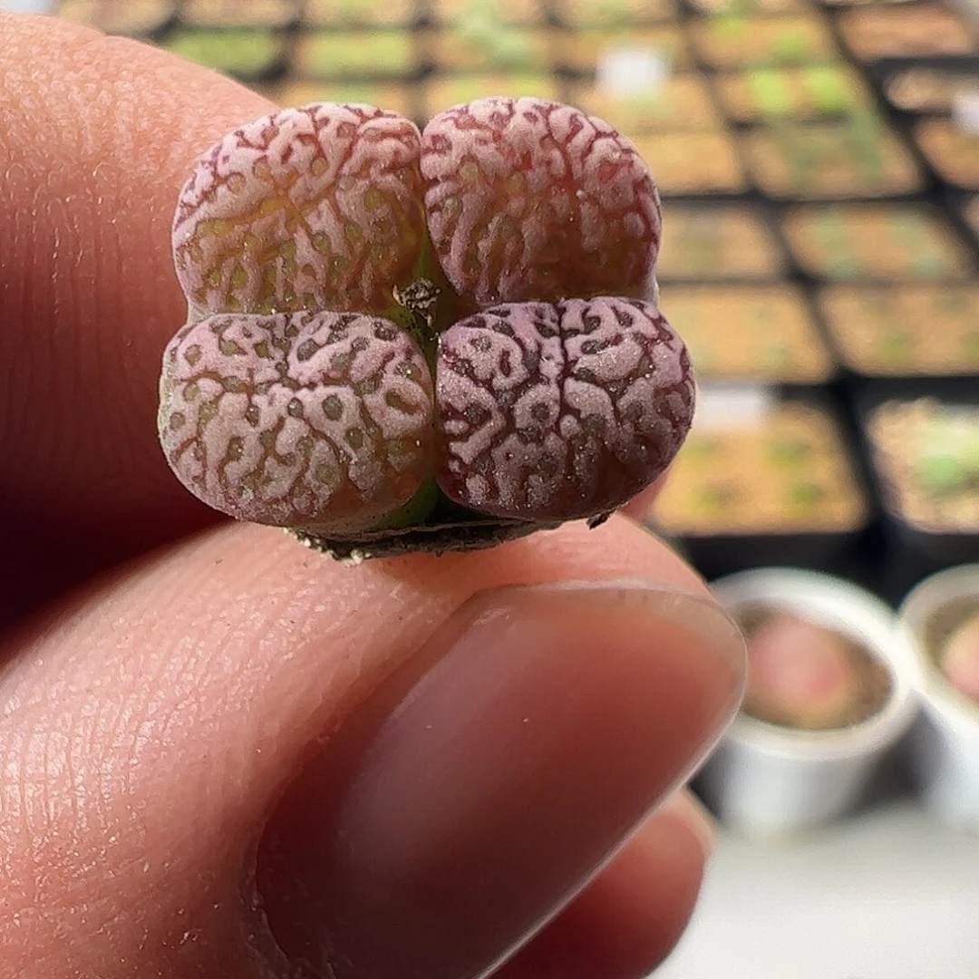000012一物一拍……