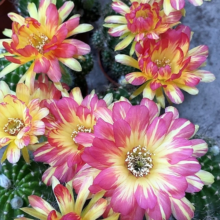 火凤凰，5-8公分左右