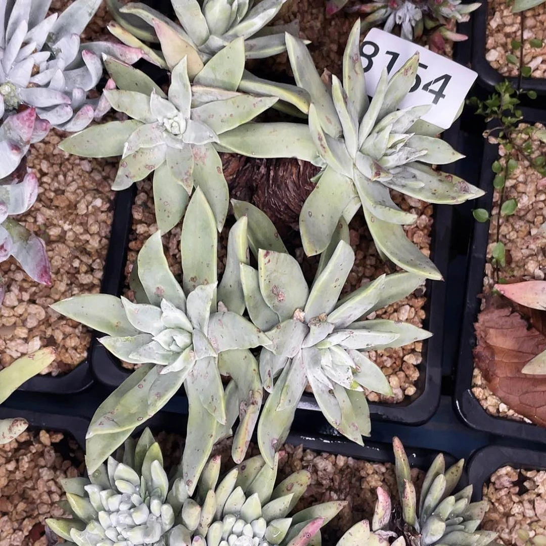 斑**?苹果叶大宽叶8154