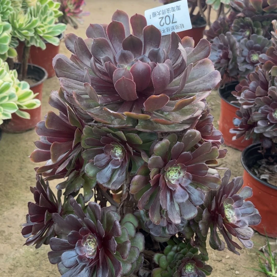 702黑萝莉多肉植物法师