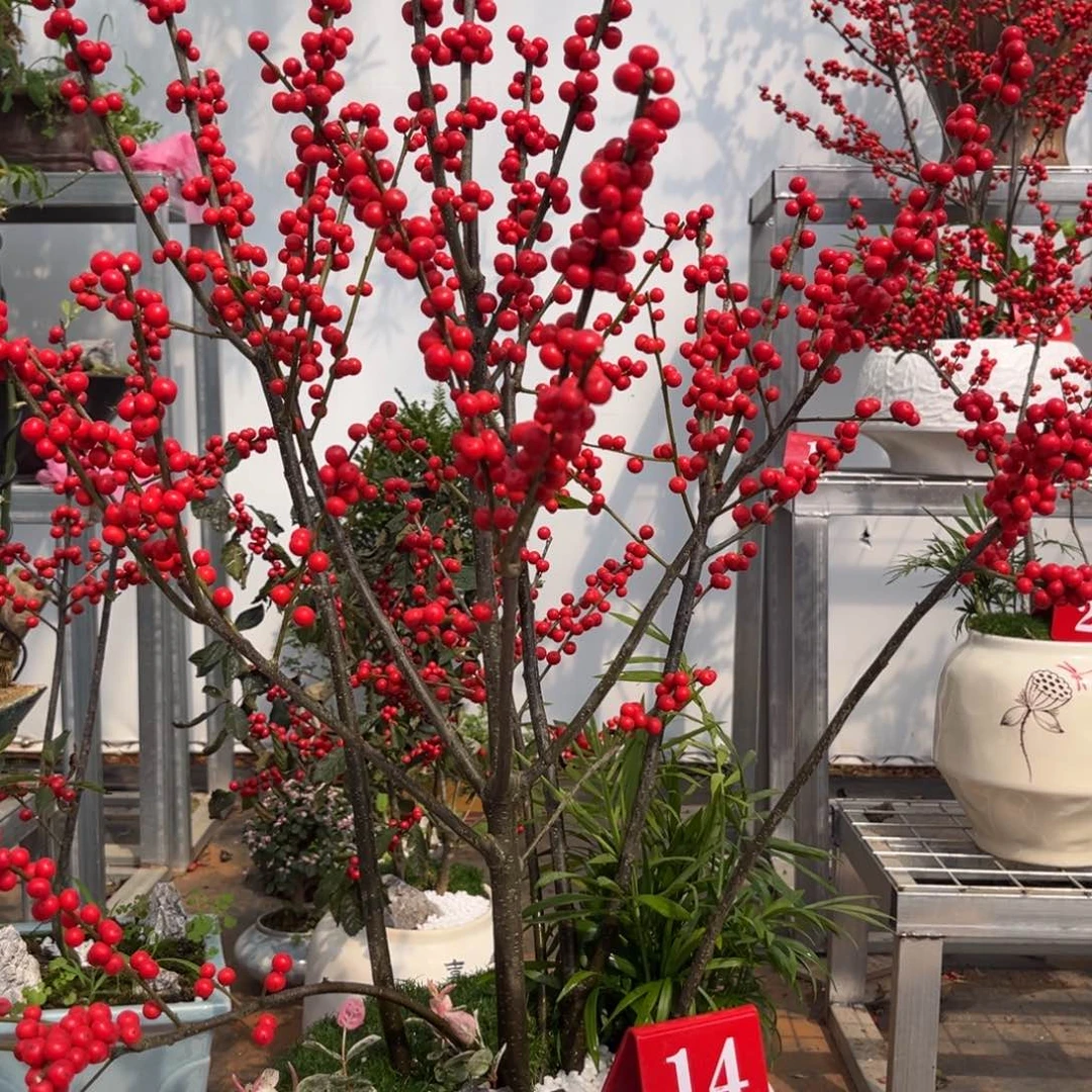 D***i无花朵北美冬青盆栽