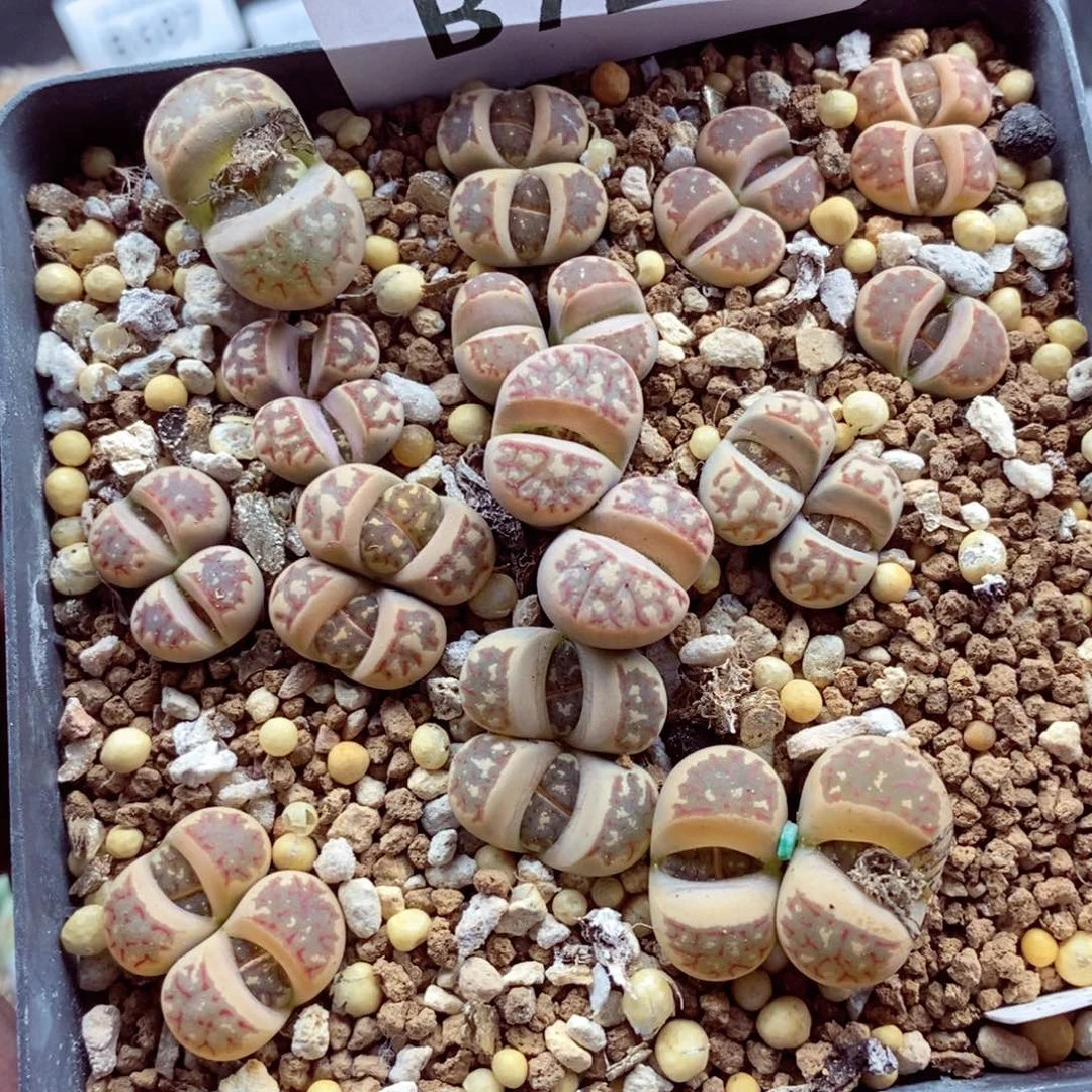 我的小姐姐们都是我的724