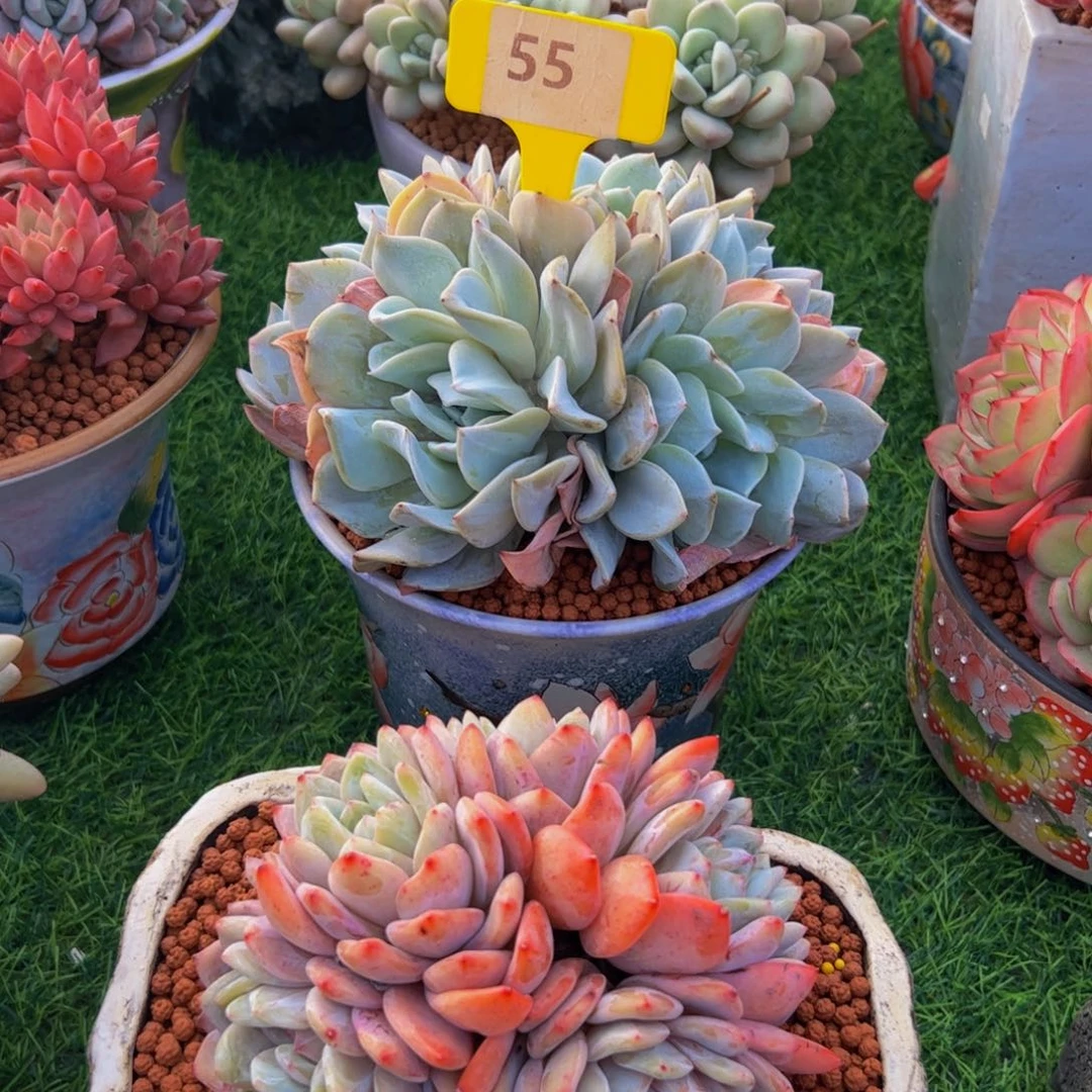 四****开手捧花雪特55搞多肉