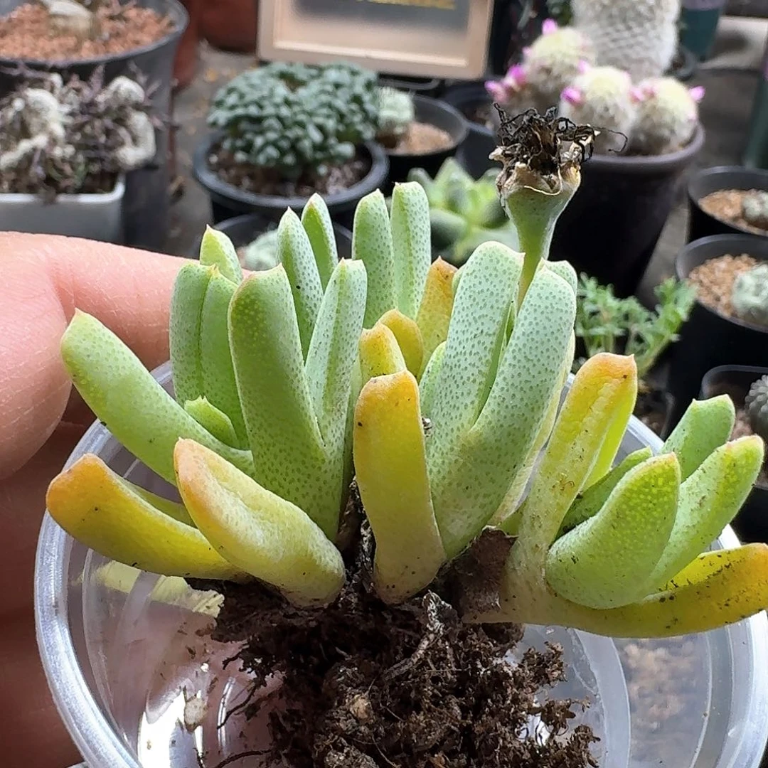 风**章320斑马虾钳脱土发货