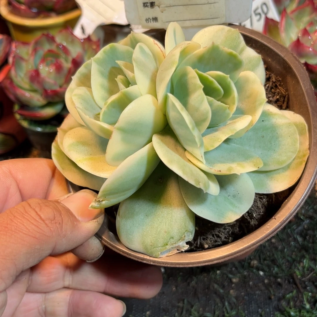 鸡蛋碧桃锦880号多肉