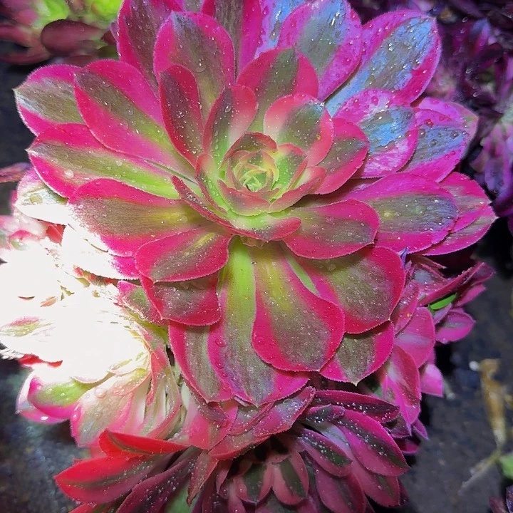 精品小香妃亏本福利